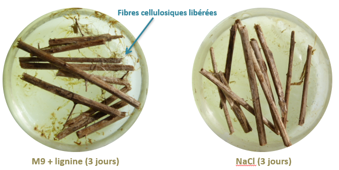 Fibres cellulosiques libérées