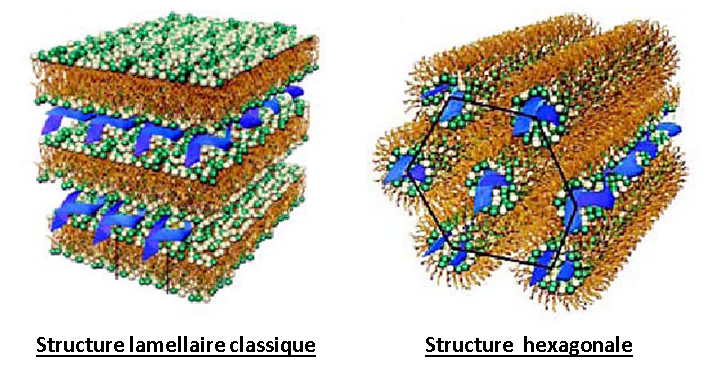 Structures des composés supramoléculaires